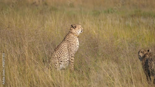 Cheetah walks to an other cheetah at the savanna in waterberg South Africa