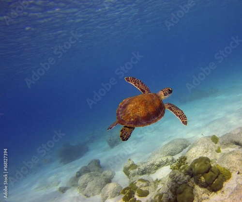 Swimming green sea turtle in blue ocean © Tamela