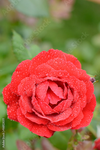 Beautiful rosebud red rose with drops of water on the background of green leaves in blur