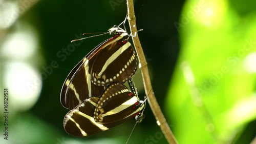 Close up from mating butterflies in the forest of the Mombacho Volcano Nature Reserve photo