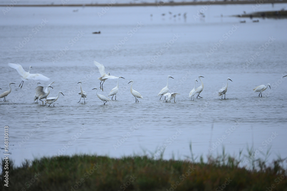 egrets