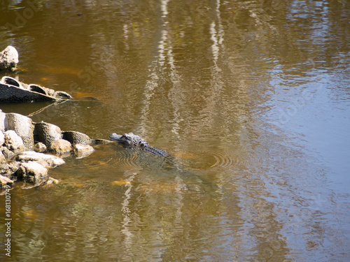 Floating Alligator