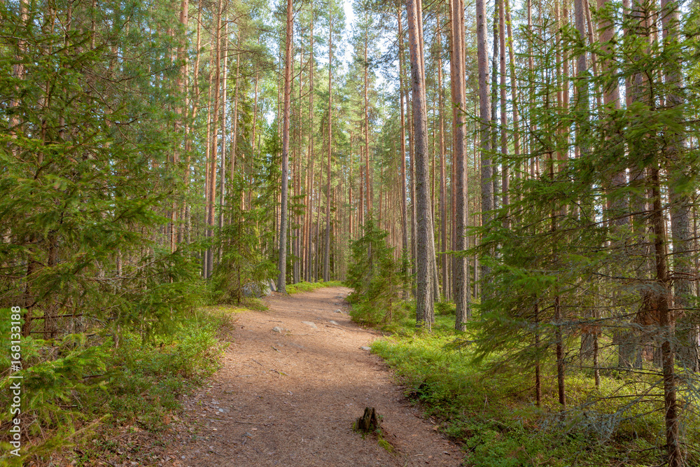 Obraz premium Walking path in forest at summer day