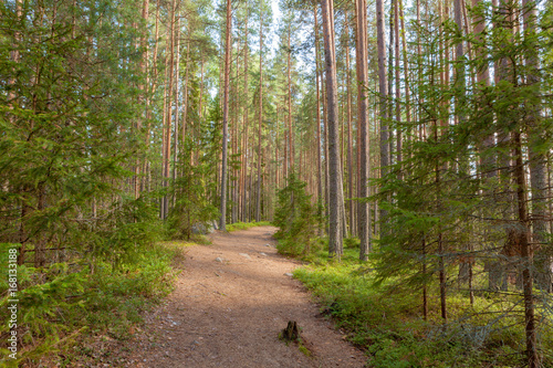 Walking path in forest at summer day