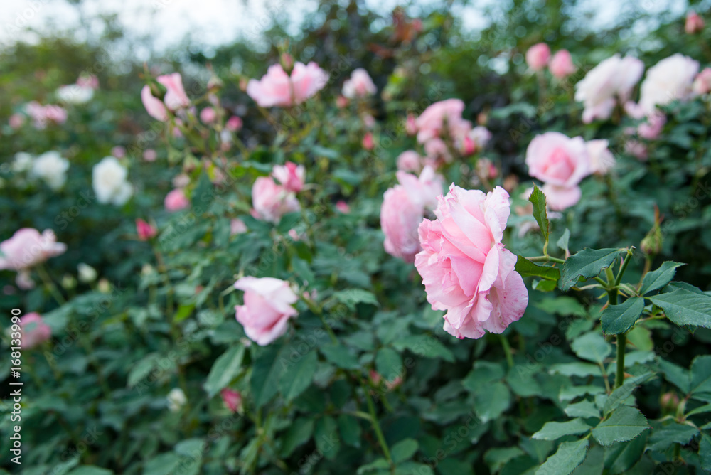 Pink Roses