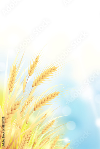 麦畑