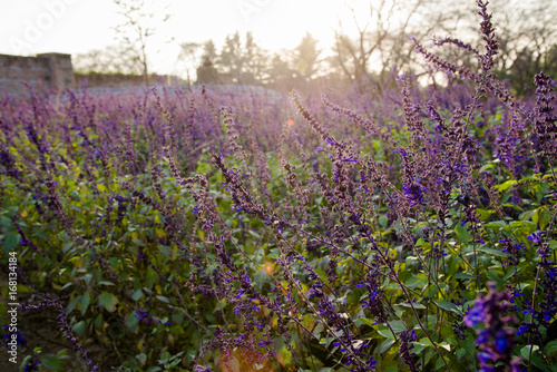 Wallpaper Mural Lavender Field Torontodigital.ca