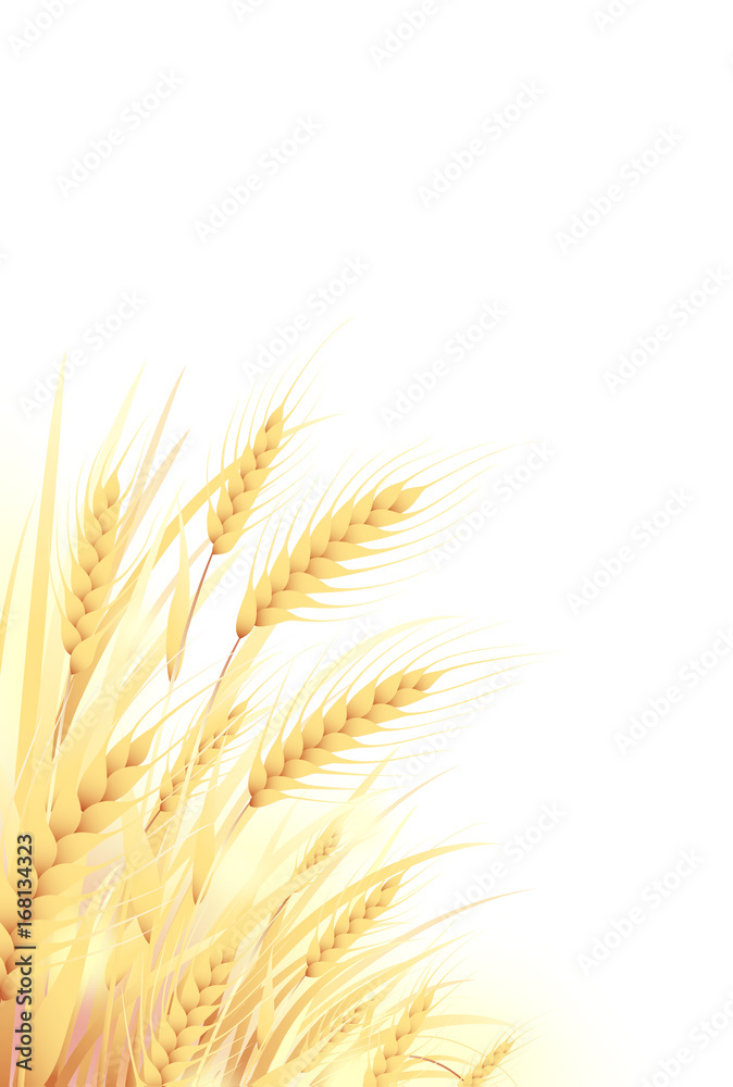 麦畑 麦畑