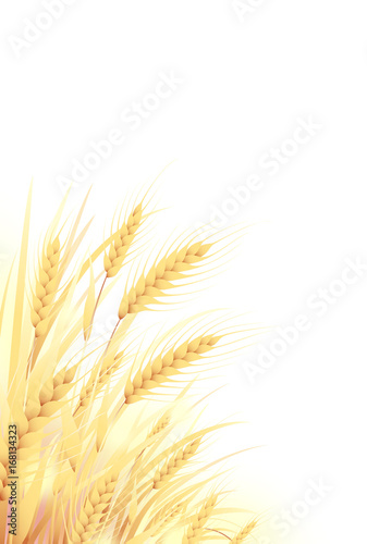 麦畑