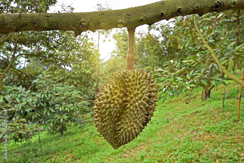 Durian in the garden, king of fruit © sawaddee3002