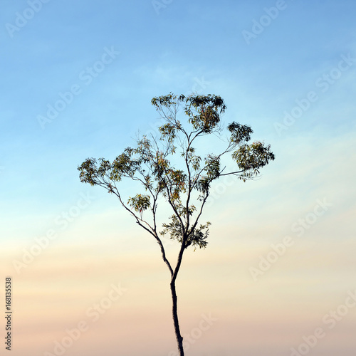 Quadro em tela Tall slender Eucalyptus tree contrasted against a pink smoke haze blue sky, Royal National Park, Sydney, NSW, Australia