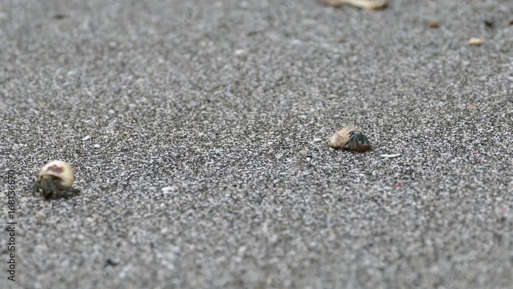 Two hermit crabs walking away at the beach in Montezuma Costa Rica Two hermit crabs walking away at the beach in Montezuma Costa Rica