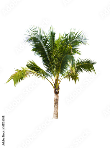 Coconut tree on white background    © kittiyaporn1027