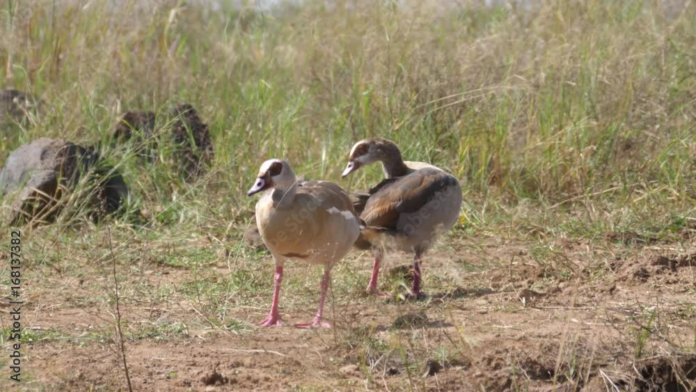 Two nijl goose eat in Pilanesberg Game Reserve South Africa Two nijl goose eat in Pilanesberg Game Reserve South Africa