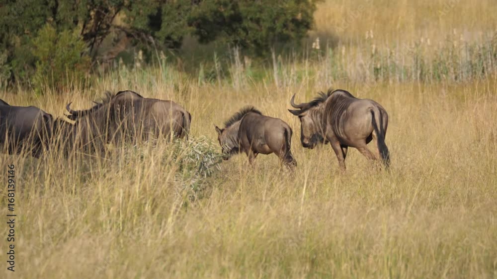 Herd of wildebeest walking in to the shadow at Pilanesberg Game Reserve in South Africa Herd of wildebeest walking in to the shadow at Pilanesberg Game Reserve in South Africa