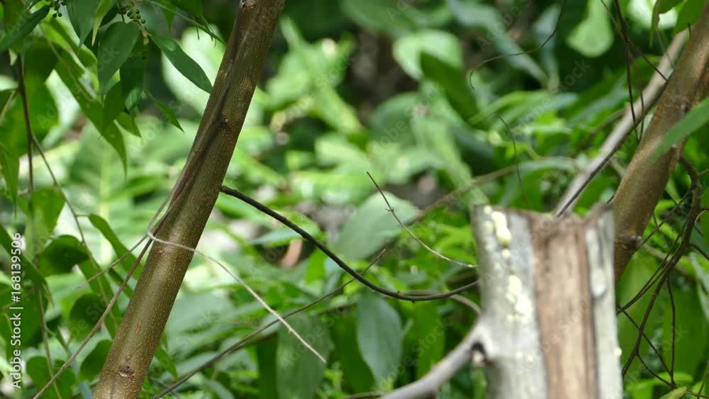 Little yellow bird flying away in the forest of Montezuma Costa Rica Little yellow bird flying away in the forest of Montezuma Costa Rica