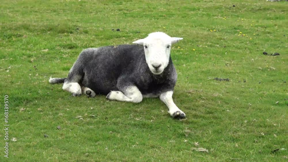 Moorland sheep resting in the grass on Dartmoor National Park, Devon, England UK