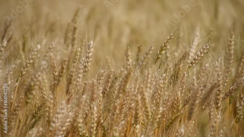 wheat