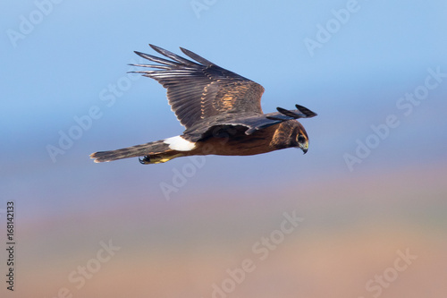 Extremely close view of a hen harrier  seen in the wild near the San Francisco Bay