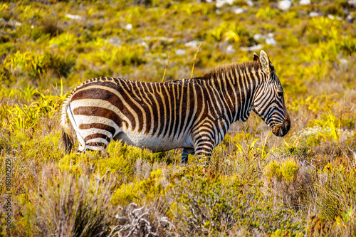 Grazing Zebras in Cape Point Nature Reserve on the Cape Peninsula in South Africa