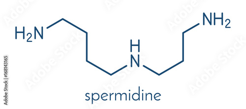 Spermidine molecule. Skeletal formula. photo