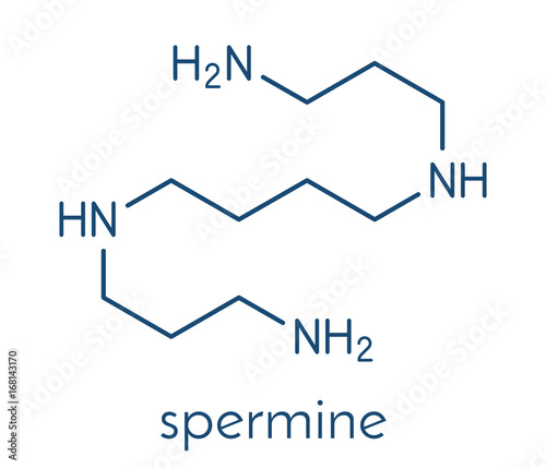 Spermine molecule. Skeletal formula. photo