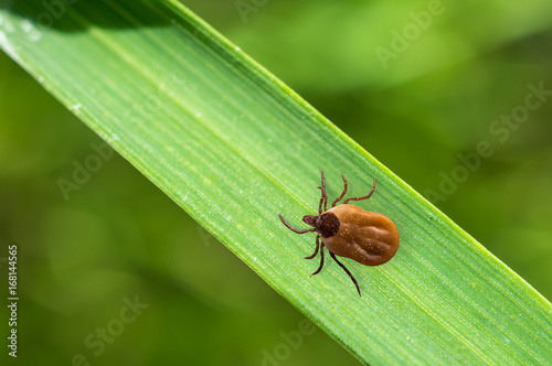 Tick filled with blood crawling on leaf of grass