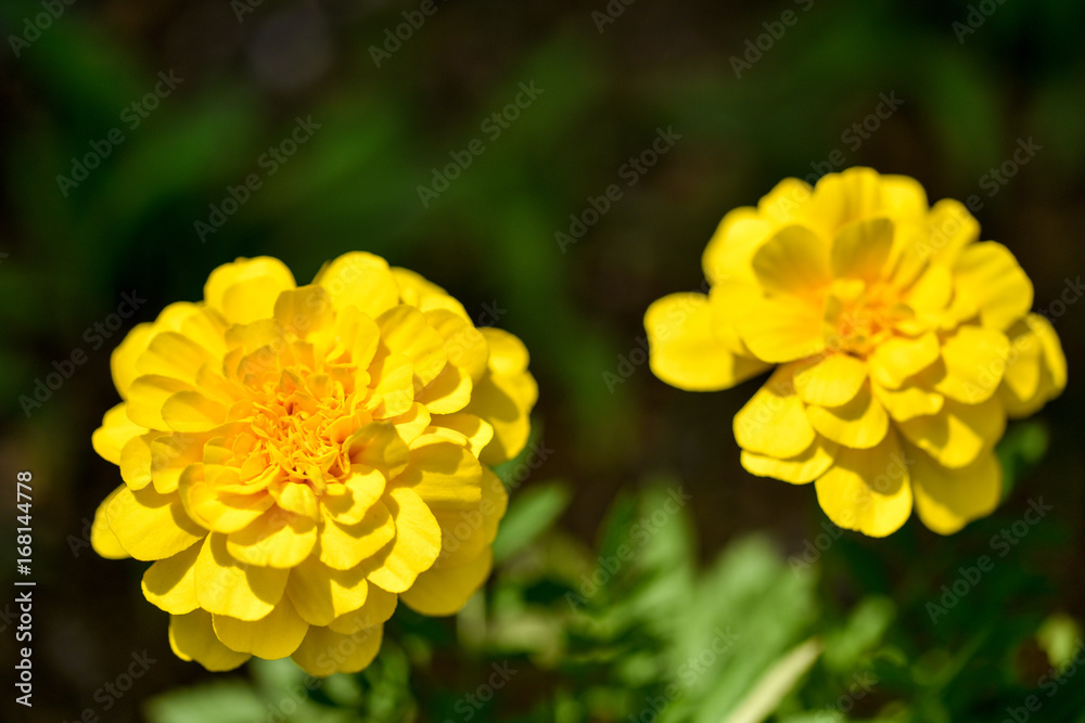 Fototapeta premium marigold