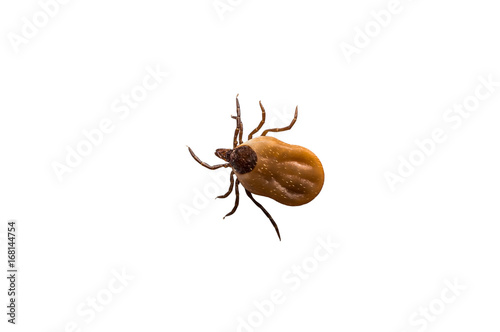 Tick filled with blood crawling on white background