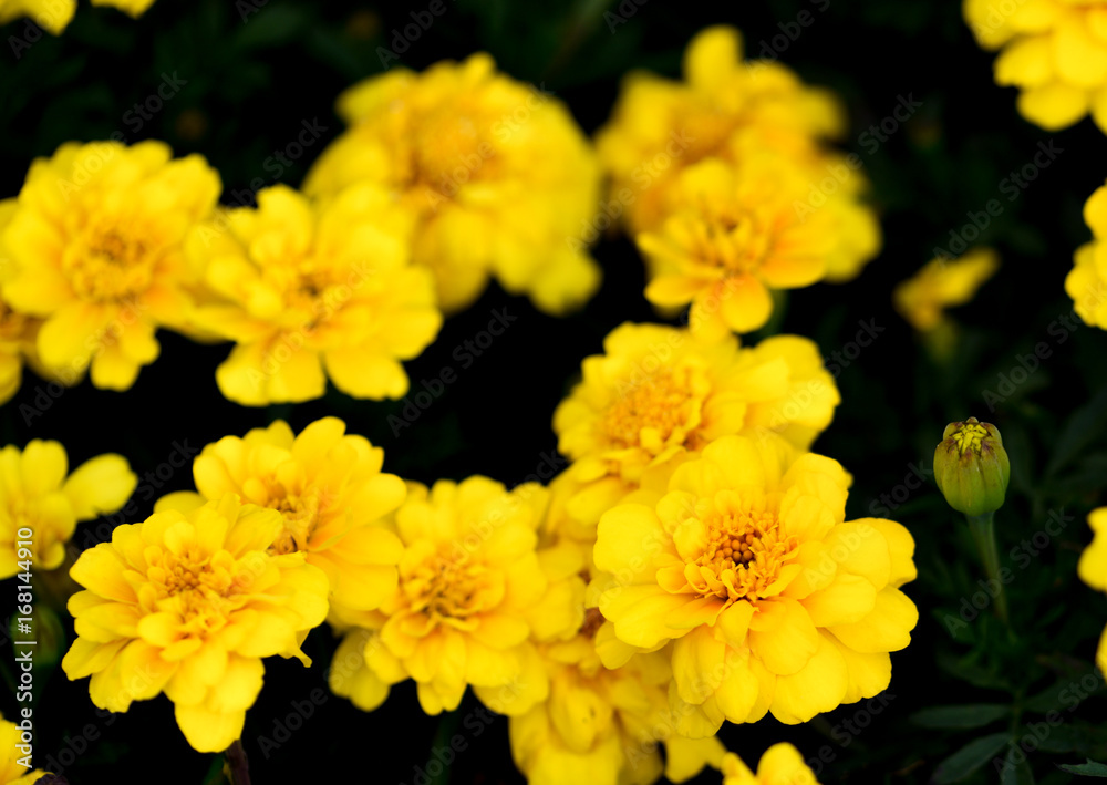 marigold marigold