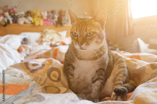 tabby fat cat
