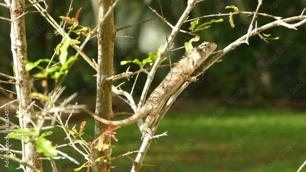 Indian chameleon on a branch in sri lanka Indian chameleon on a branch in sri lanka