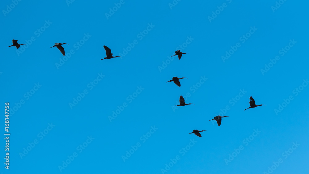 glossy ibis, Plegadis falcinellus, flight
