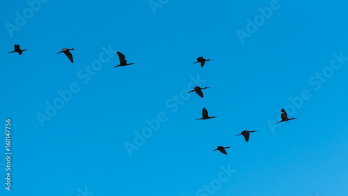 glossy ibis, Plegadis falcinellus, flight 