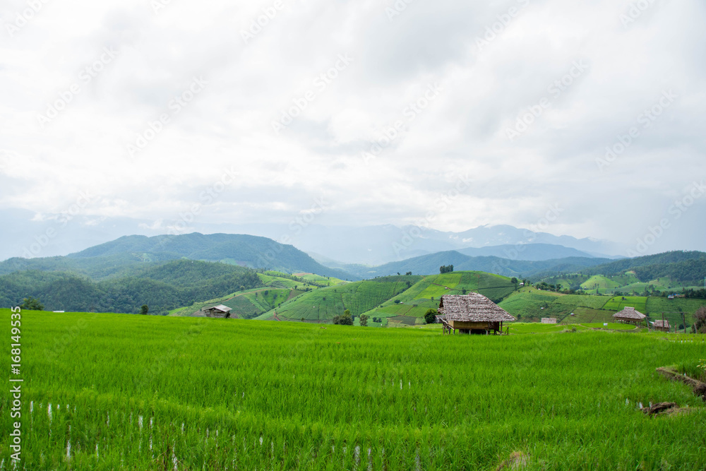 Obraz premium home and green terraced rice field with mist on morning in Pa Bong Pieng, Chiang Mai, Thailand.