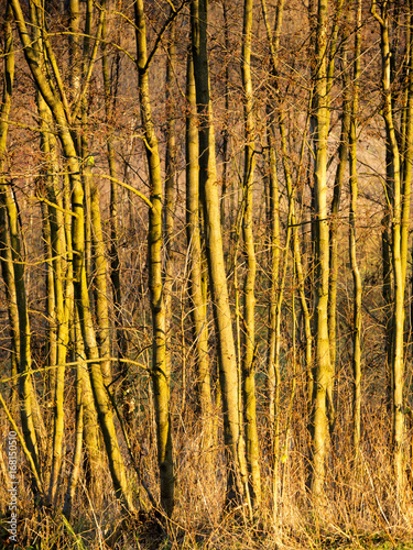 Fototapeta Naklejka Na Ścianę i Meble -  Trees and shrubs in the late autumn sun