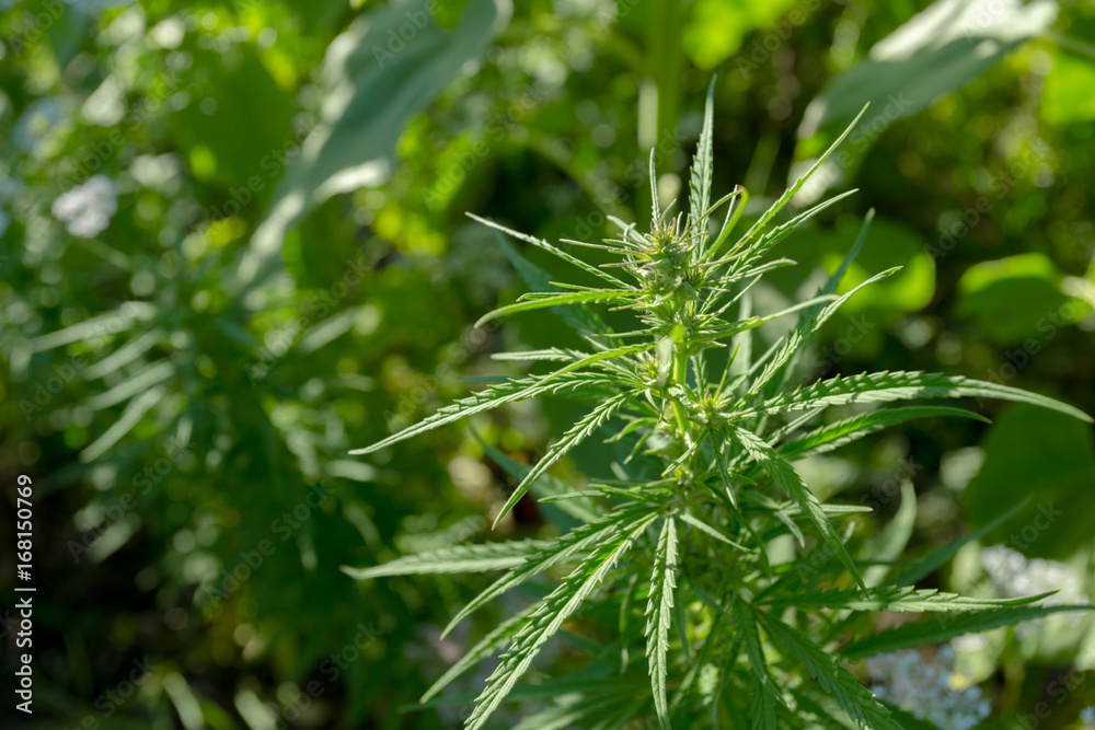 cannabis background cannabis background