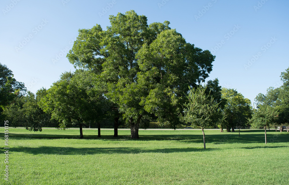 beautiful green trees and landscape in summer for background
