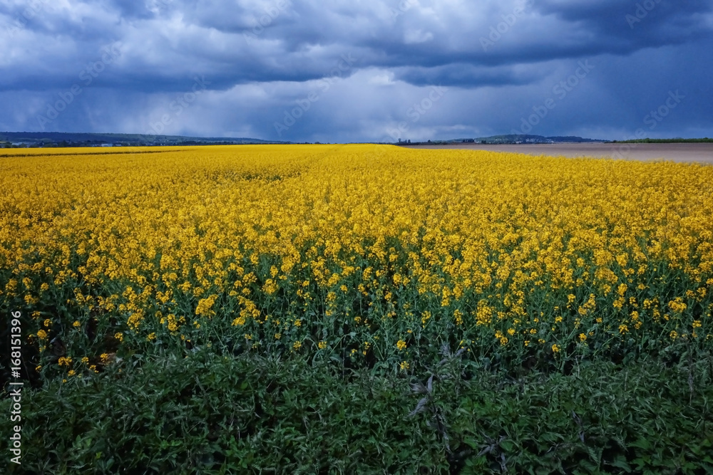 Beautiful field and sky with clouds