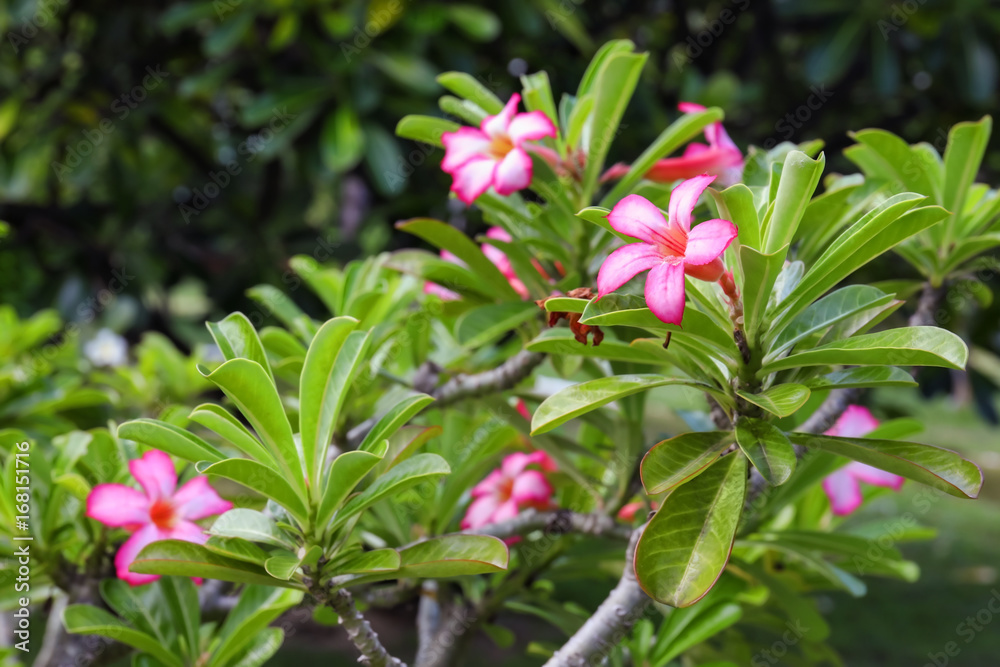 Beautiful tropical flowers outdoors Beautiful tropical flowers outdoors