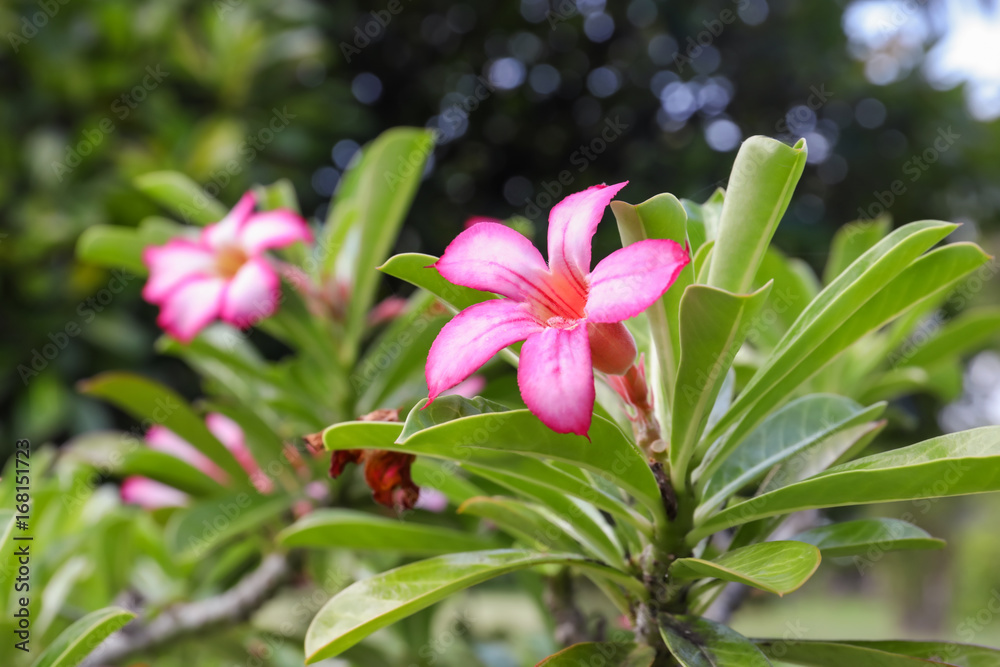 Fototapeta premium Beautiful tropical flowers outdoors