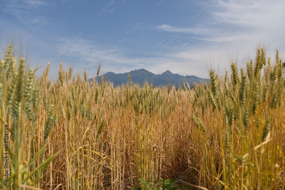 wheat wheat