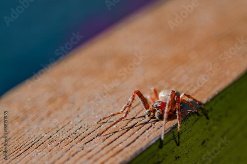 Spider common on wooden board, closeup, macro, selective focus © golubka57
