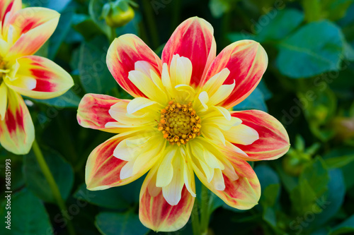 Fototapeta Naklejka Na Ścianę i Meble -  Orange  flower annual garden dahlia on a background of green leaves, closeup, macro