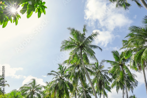 Green tropical palms against blue sky