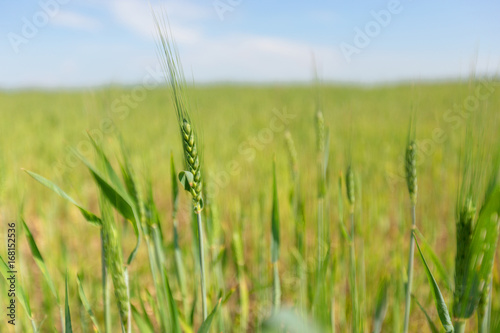 Green field of grass in spring, landscape