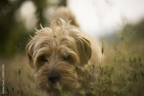 Norfolk Terrier in summer meadow