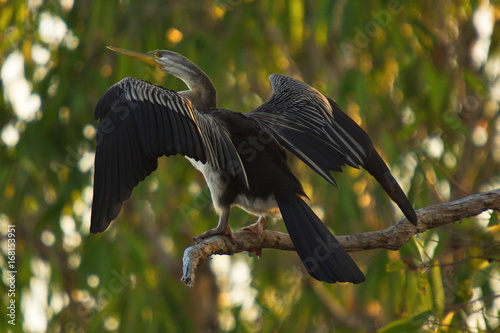 Schlangenhalsvogel photo