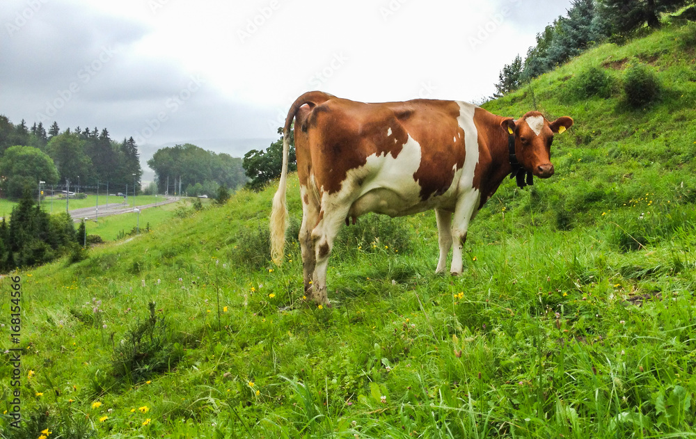 Cow looking at camera with remarkable heart-shaped on her head with field meadow background Cow looking at camera with remarkable heart-shaped on her head with field meadow background