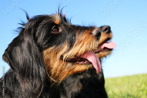 Portrait eines Rauhaardackel Pärchens auf einer Wiese